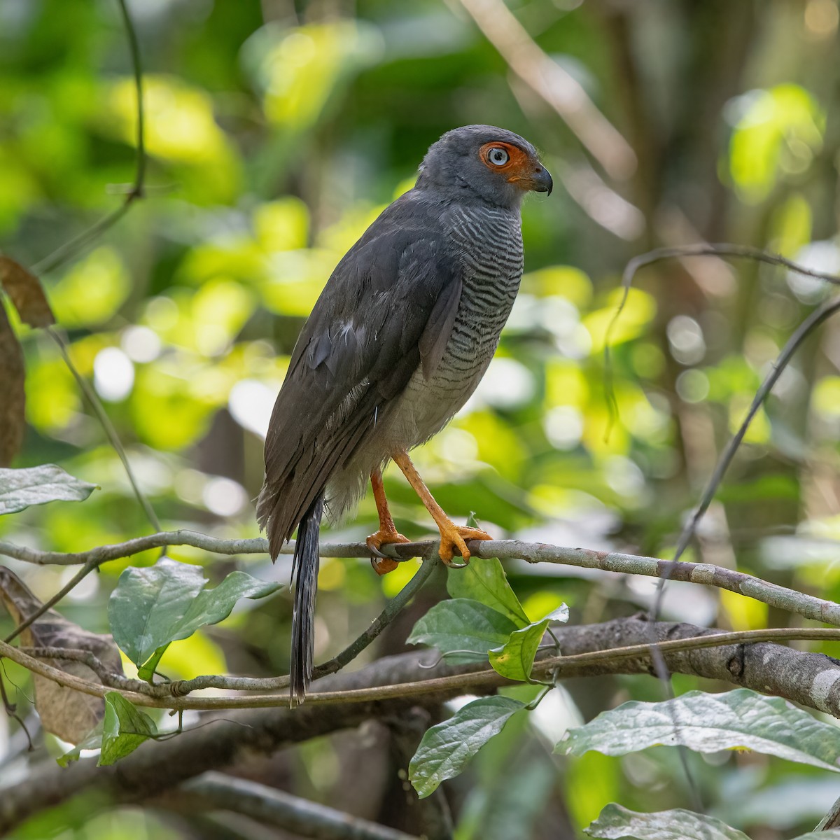 Lined Forest-Falcon - ML622068114