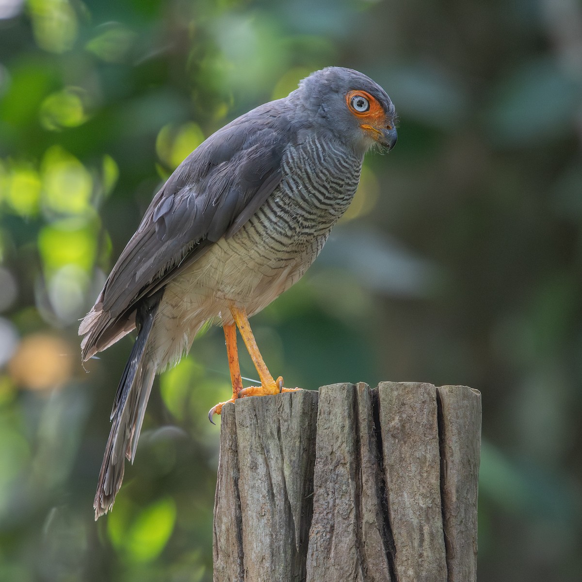 Lined Forest-Falcon - ML622068116