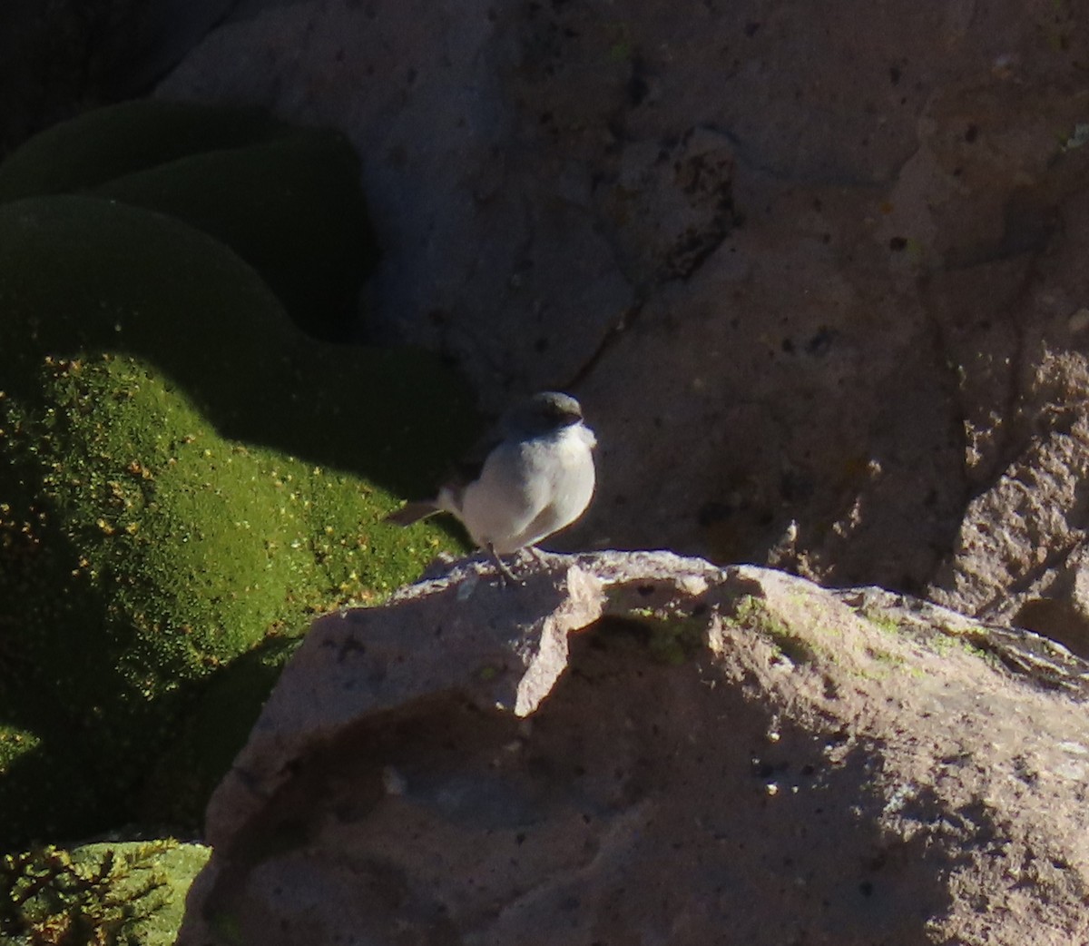 White-throated Sierra Finch - ML622068119