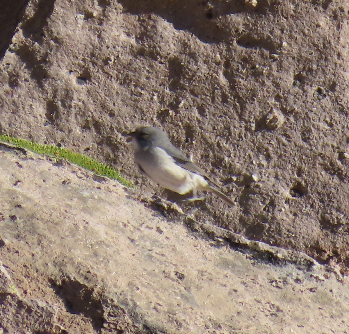 White-throated Sierra Finch - ML622068120