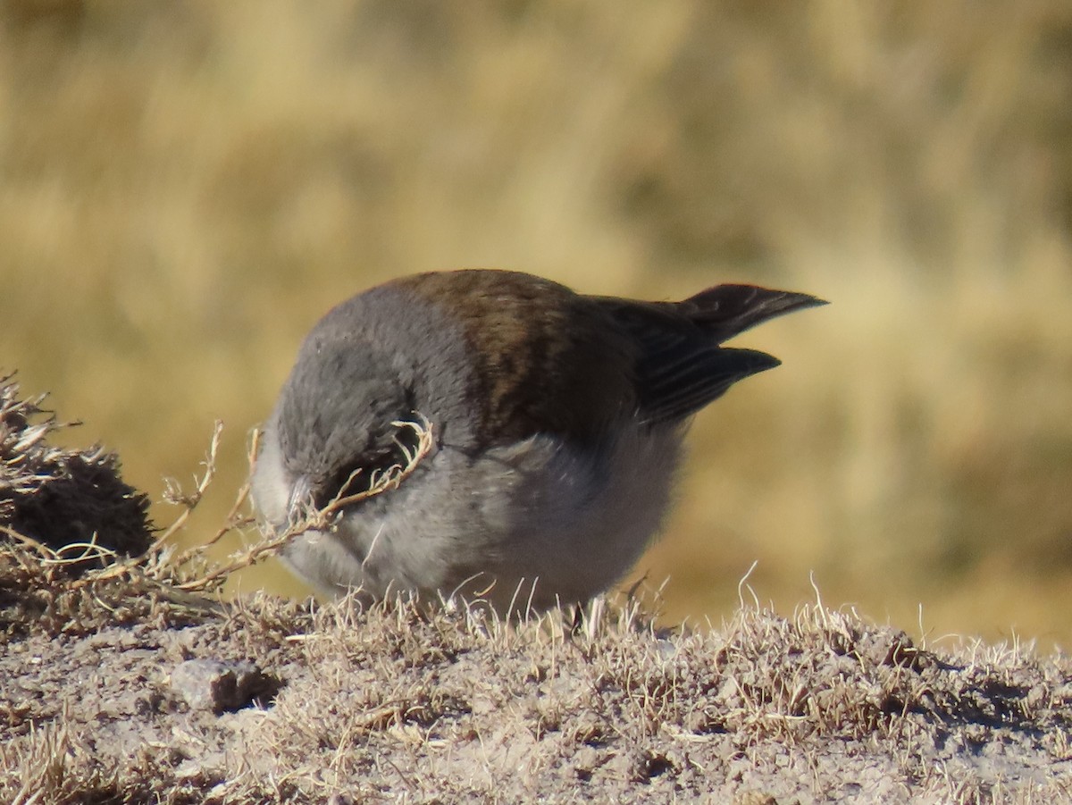 White-throated Sierra Finch - ML622068121