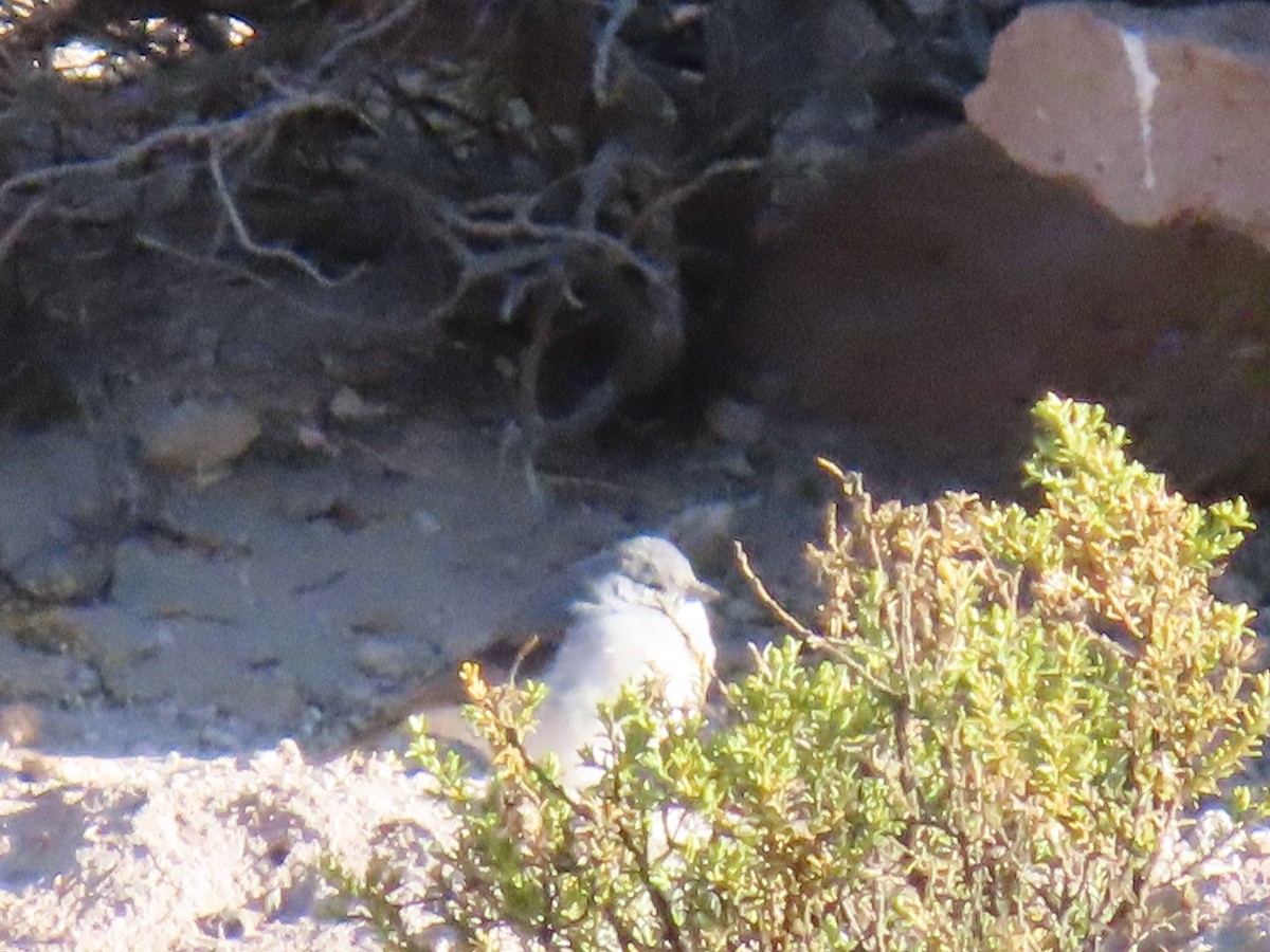 White-throated Sierra Finch - ML622068122