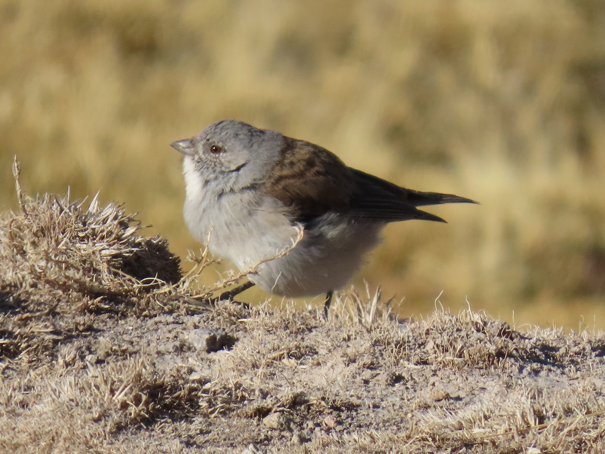 White-throated Sierra Finch - ML622068123