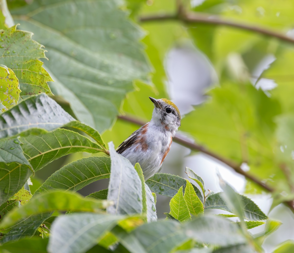 Chestnut-sided Warbler - ML622068140