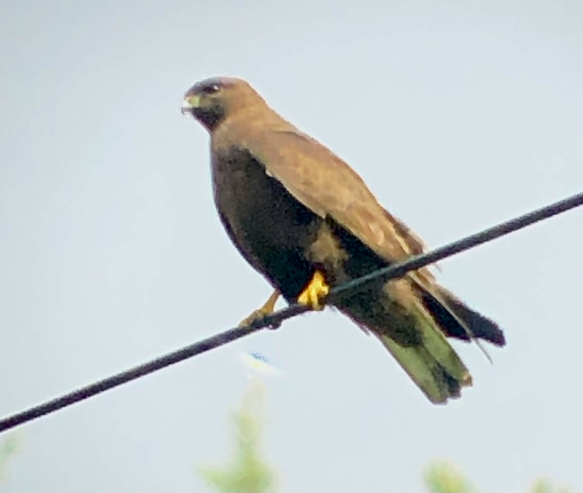 Himalayan Buzzard - ML622068142