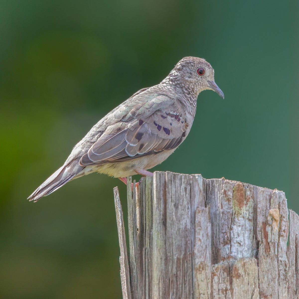 Common Ground Dove - ML622068152