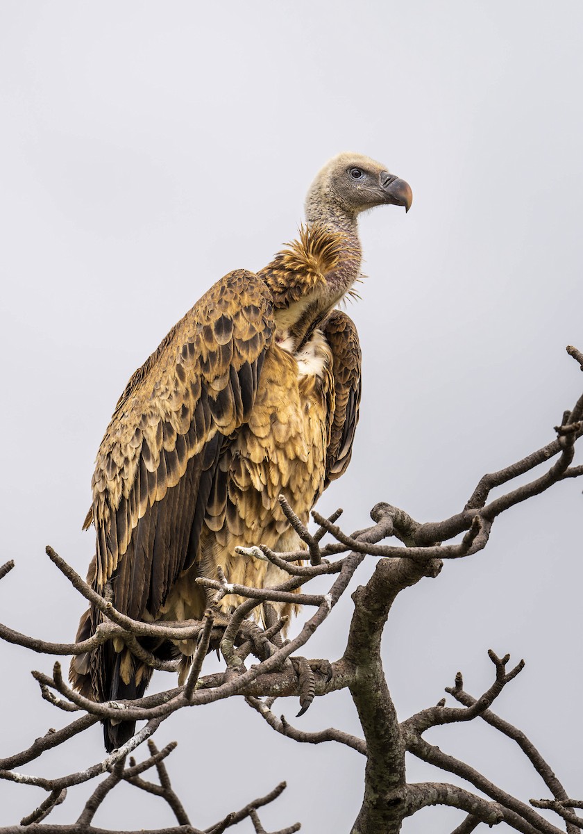 White-backed Vulture - ML622068161