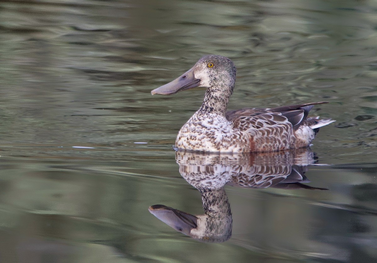 Northern Shoveler - Neal Morris