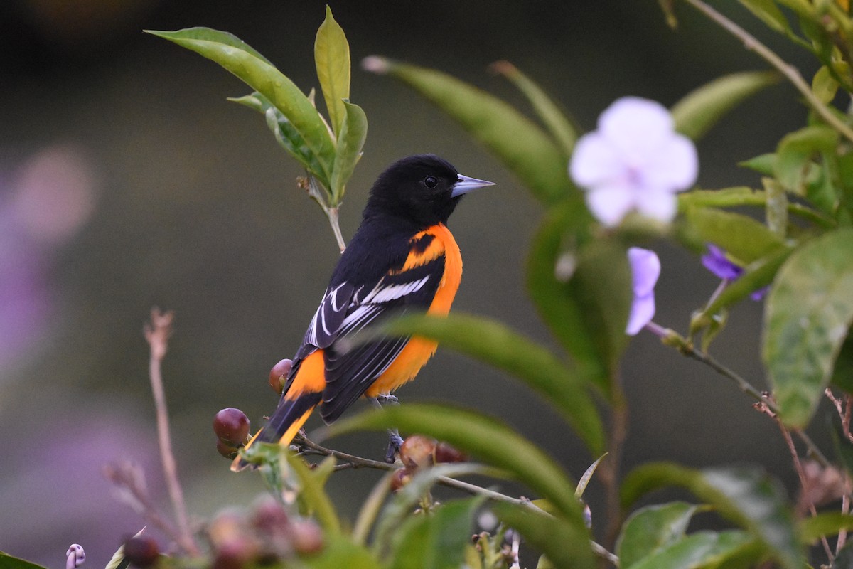 Baltimore Oriole - ML622068166