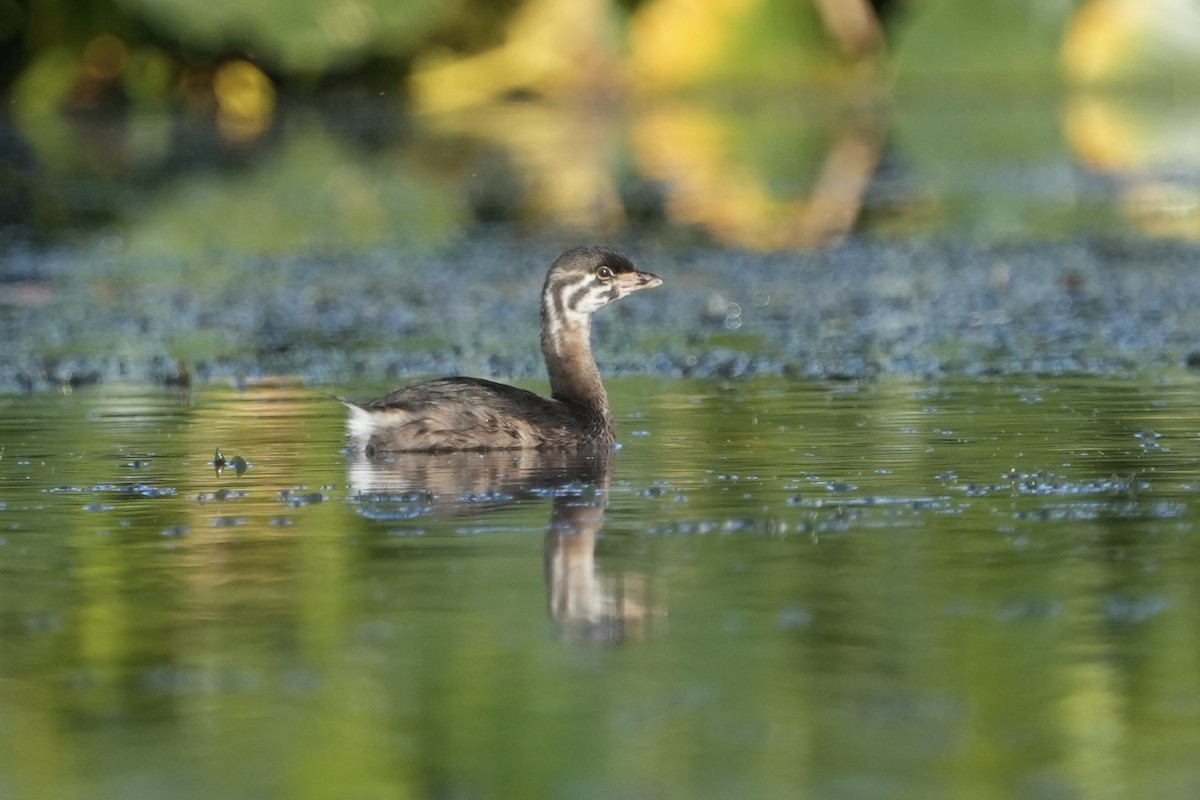 Pied-billed Grebe - ML622068167