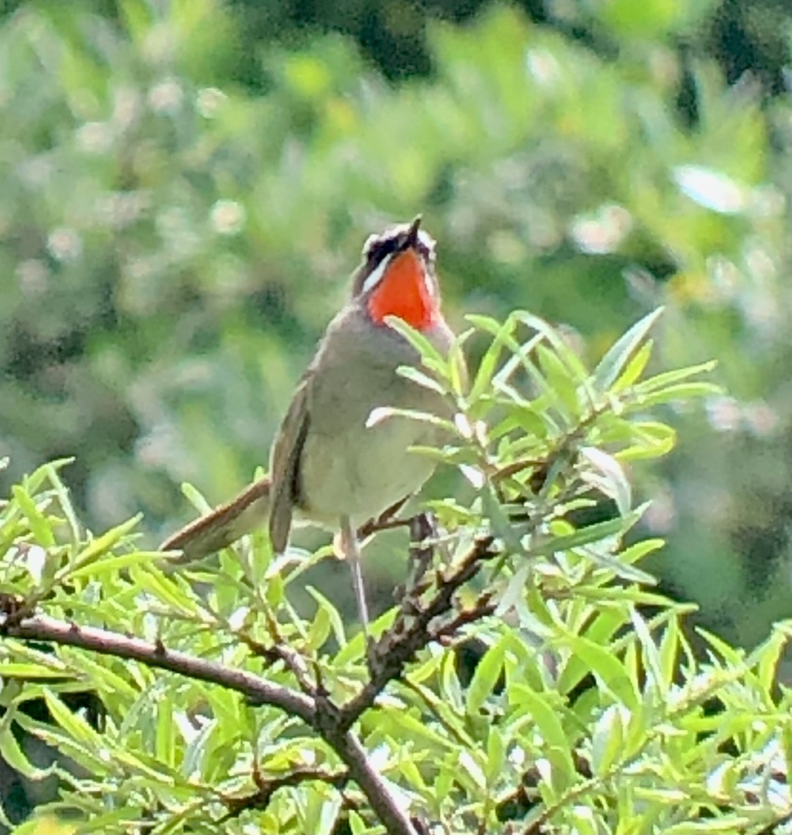 Siberian Rubythroat - ML622068168