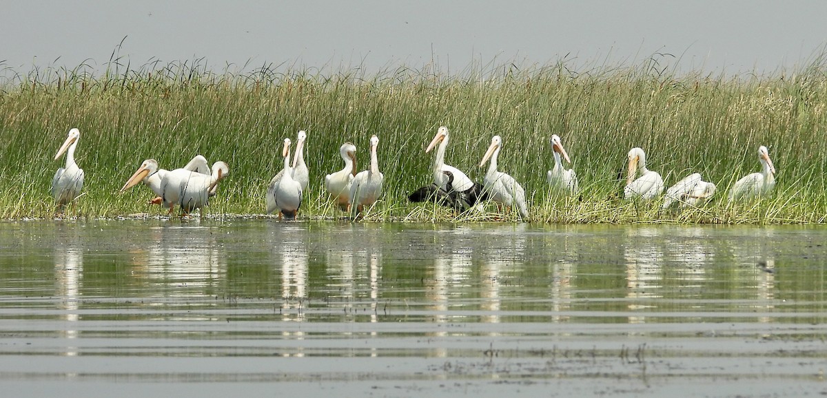 American White Pelican - ML622068169