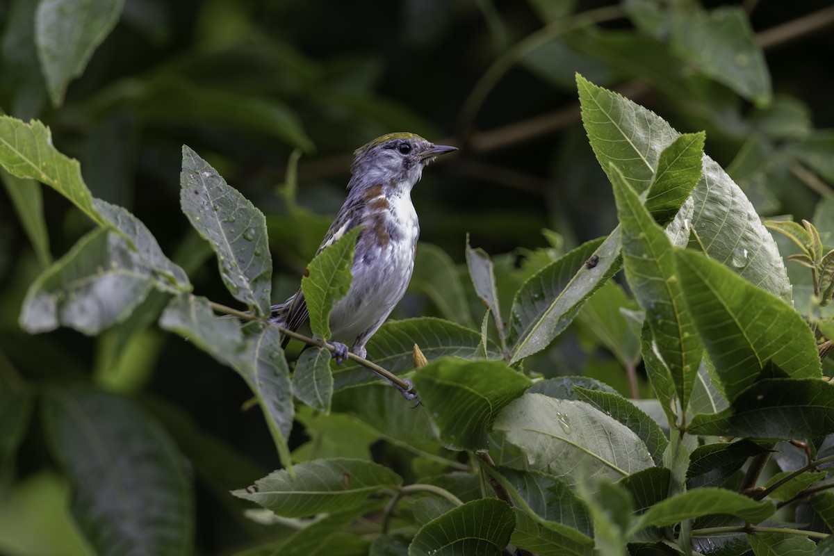 Chestnut-sided Warbler - ML622068171