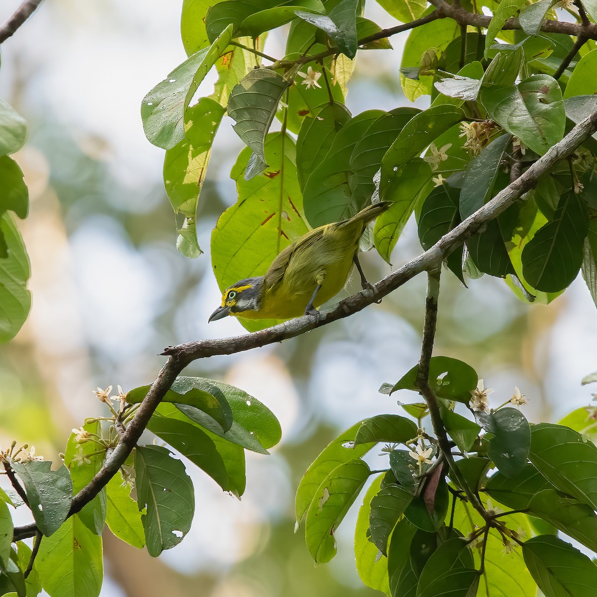 Slaty-capped Shrike-Vireo - ML622068173