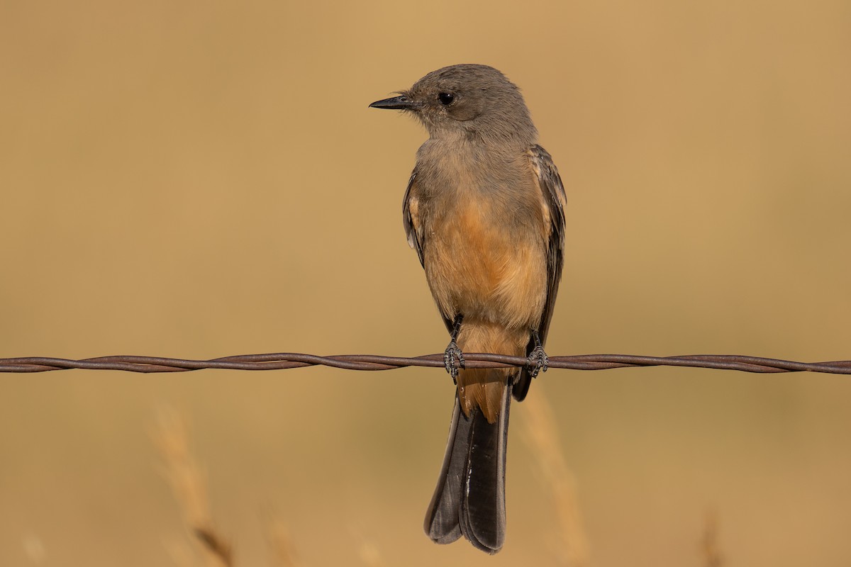 Say's Phoebe - ML622068174