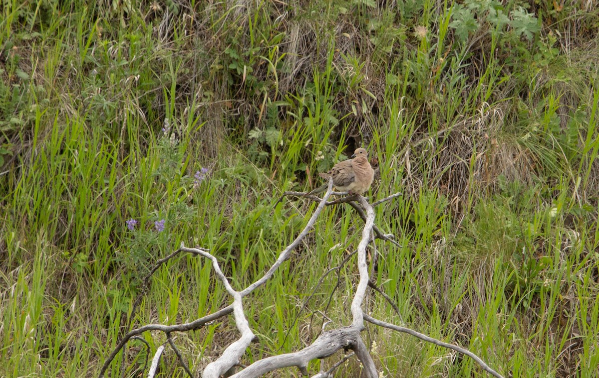 Mourning Dove - ML622068175