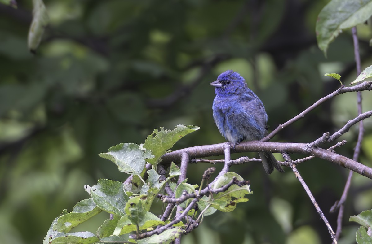 Indigo Bunting - ML622068176