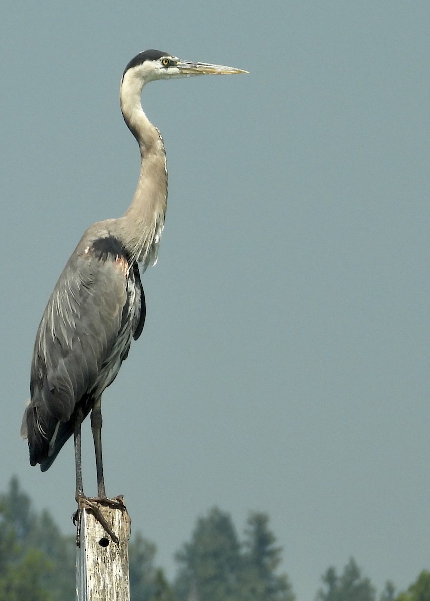 Great Blue Heron - ML622068177