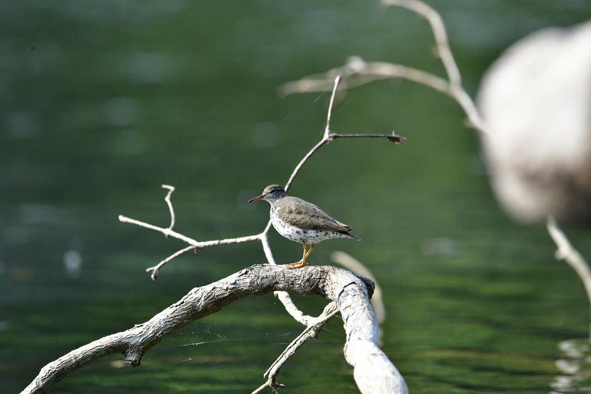 Spotted Sandpiper - ML622068195