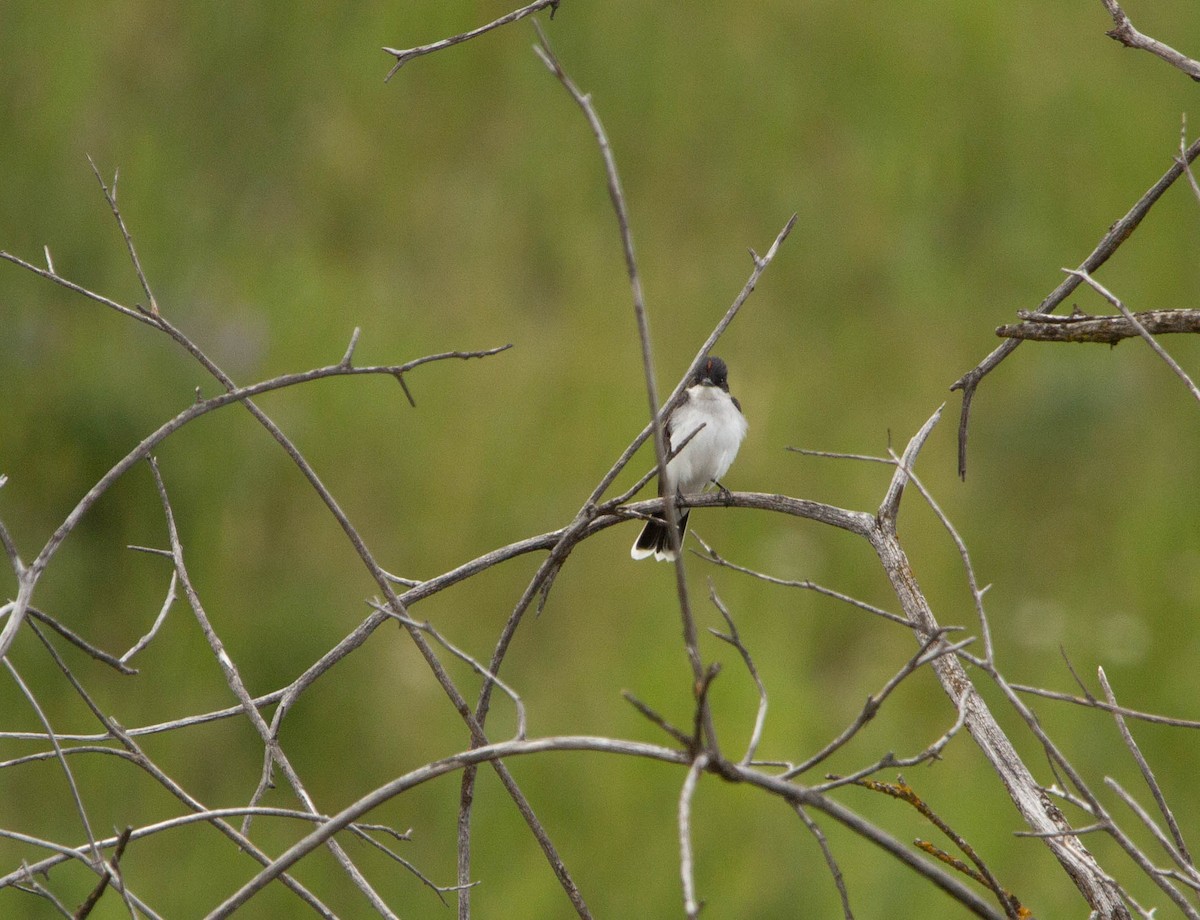 Eastern Kingbird - ML622068210