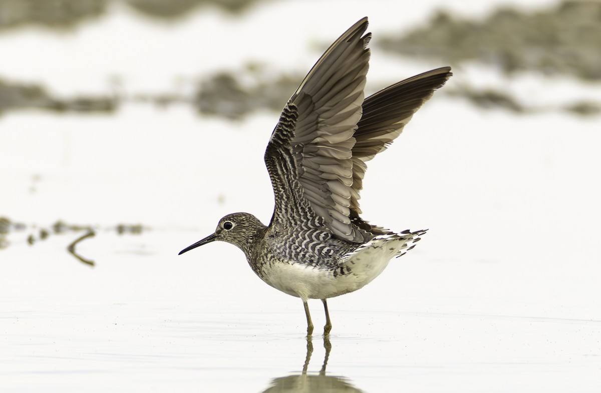 Solitary Sandpiper - ML622068216