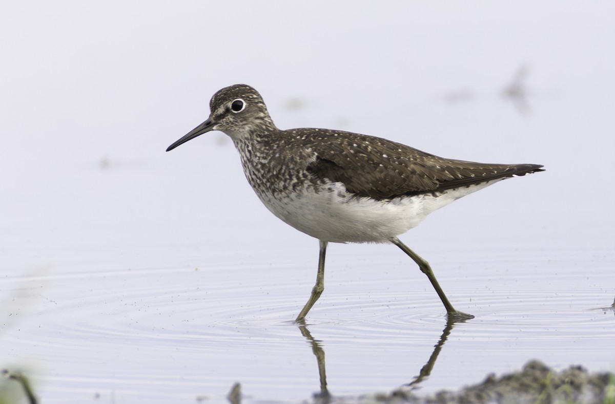 Solitary Sandpiper - ML622068219