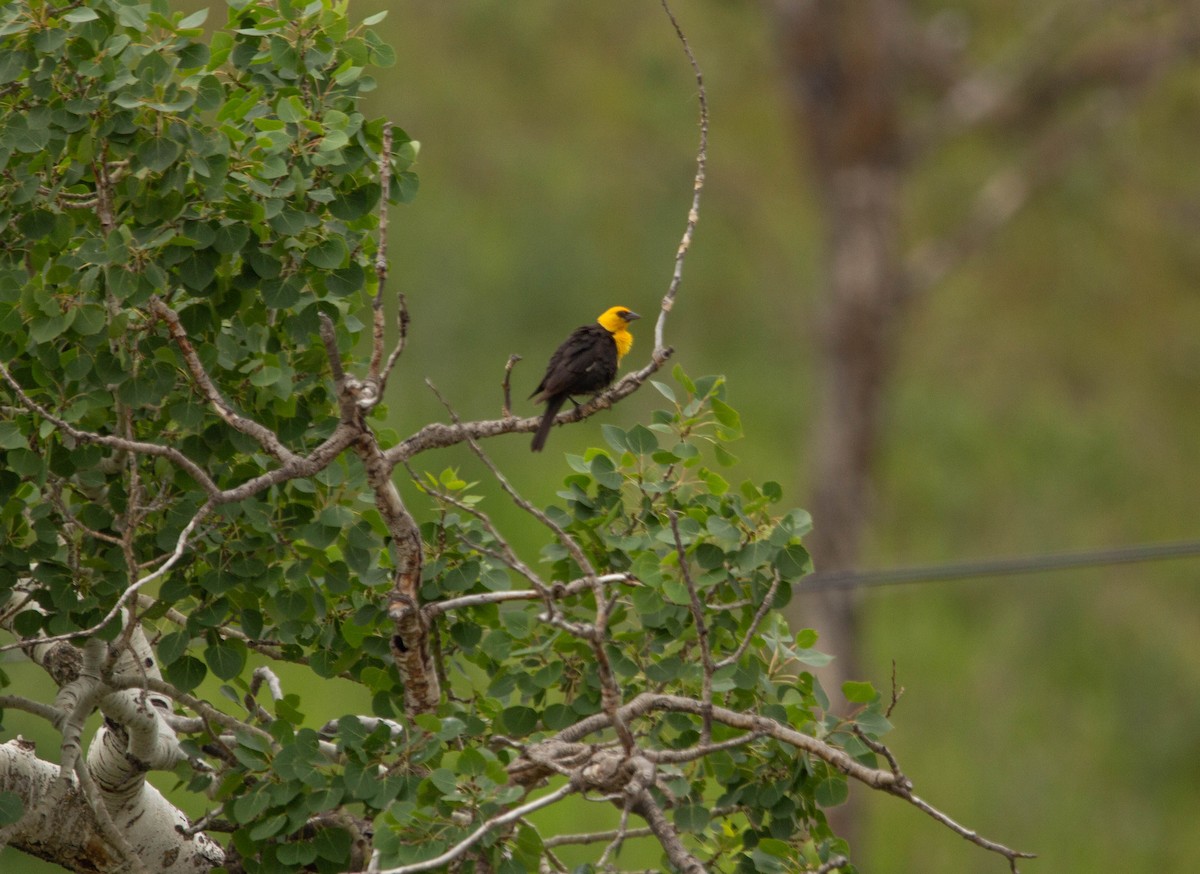 Yellow-headed Blackbird - ML622068247