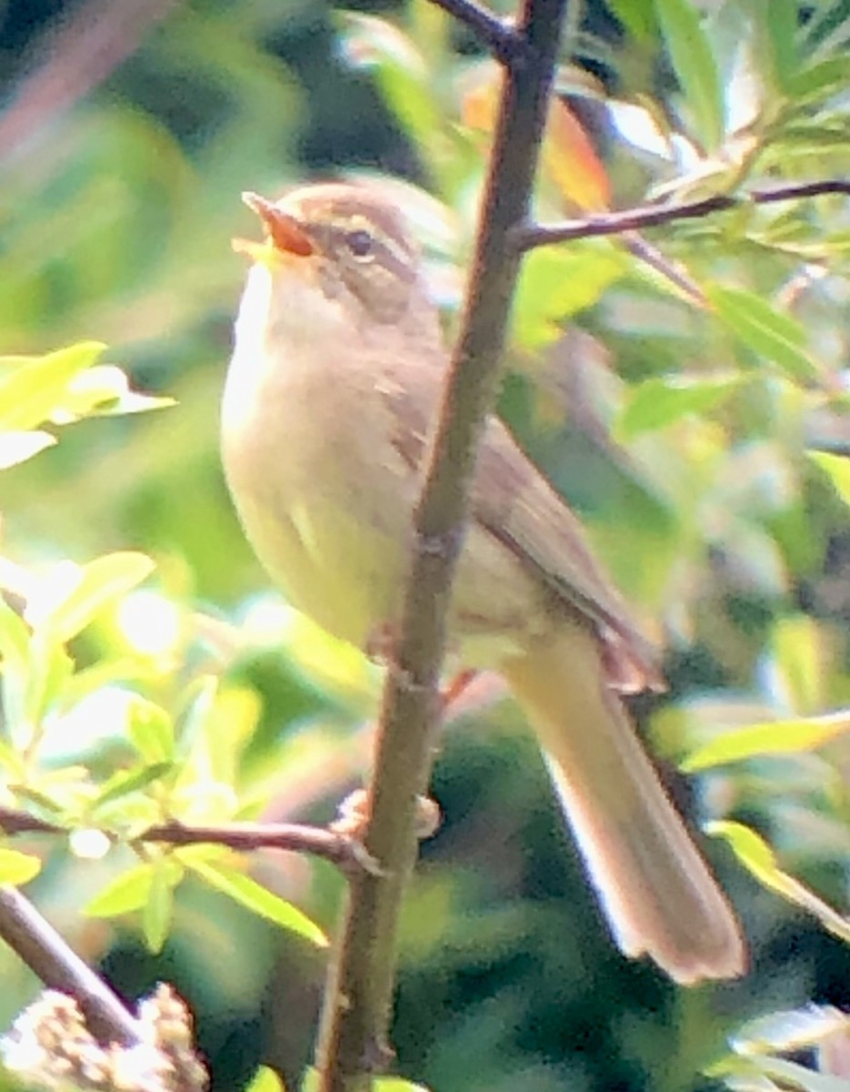 Yellow-streaked Warbler - ML622068265