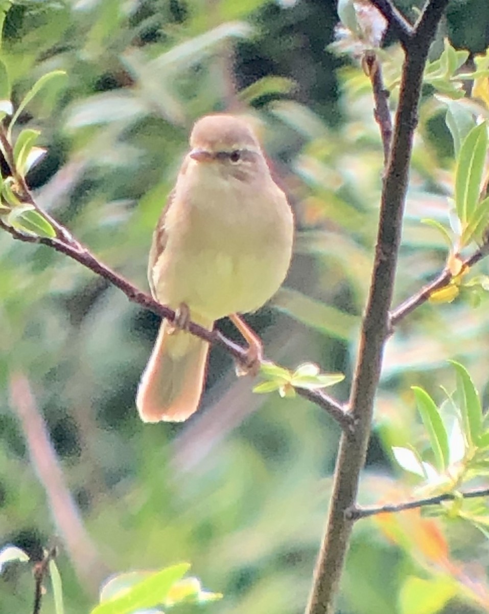 Yellow-streaked Warbler - ML622068266