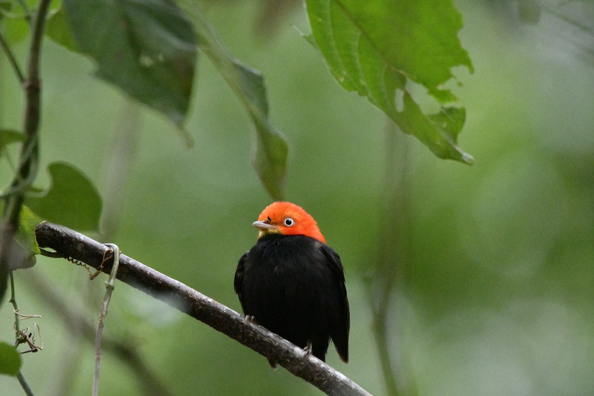 Red-capped Manakin - ML622068276