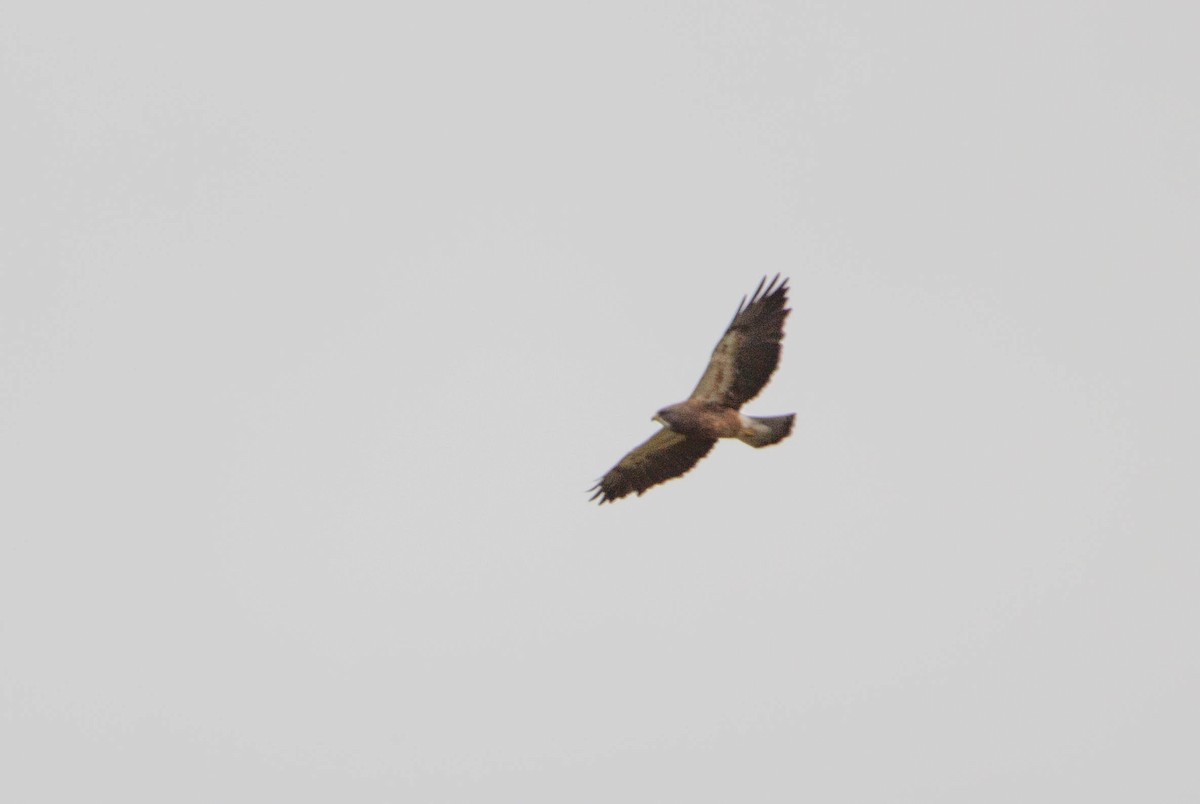 Swainson's Hawk - ML622068282