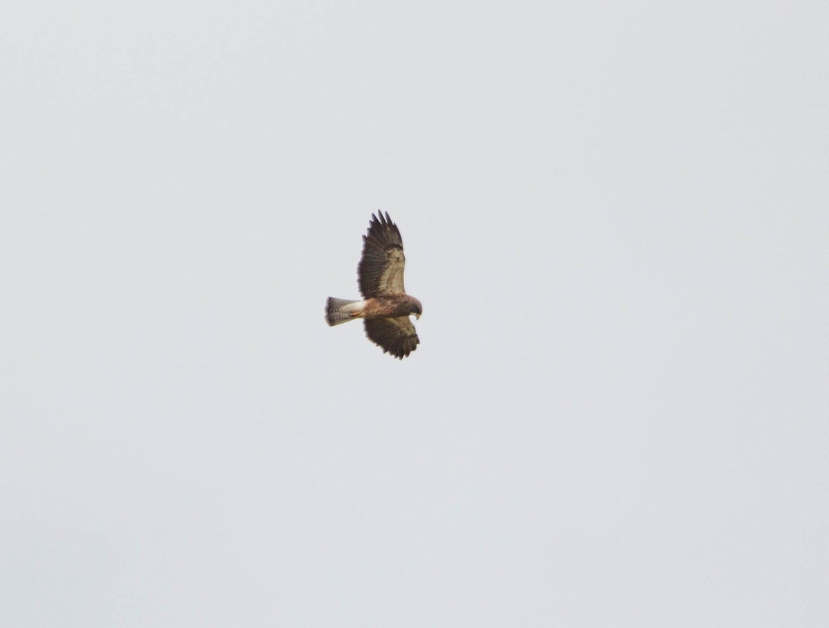 Swainson's Hawk - ML622068284