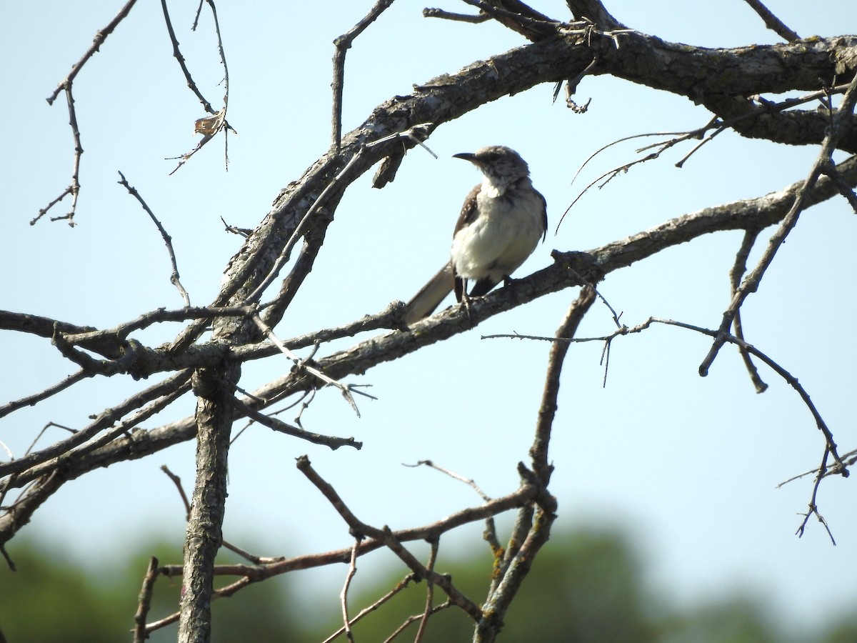 Northern Mockingbird - ML622068286