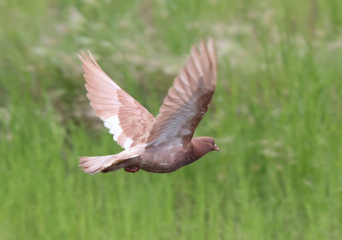 Rock Pigeon (Feral Pigeon) - ML622068288