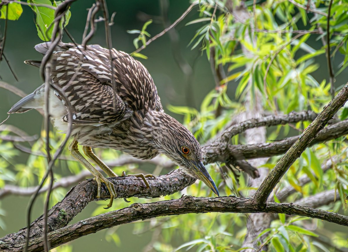 Black-crowned Night Heron - Guy DiRoma