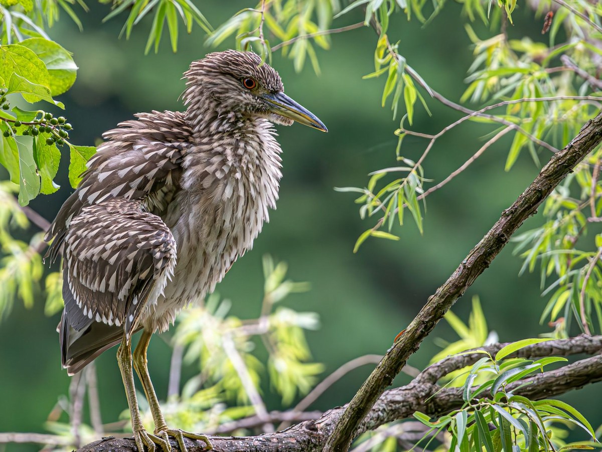 Black-crowned Night Heron - ML622068296