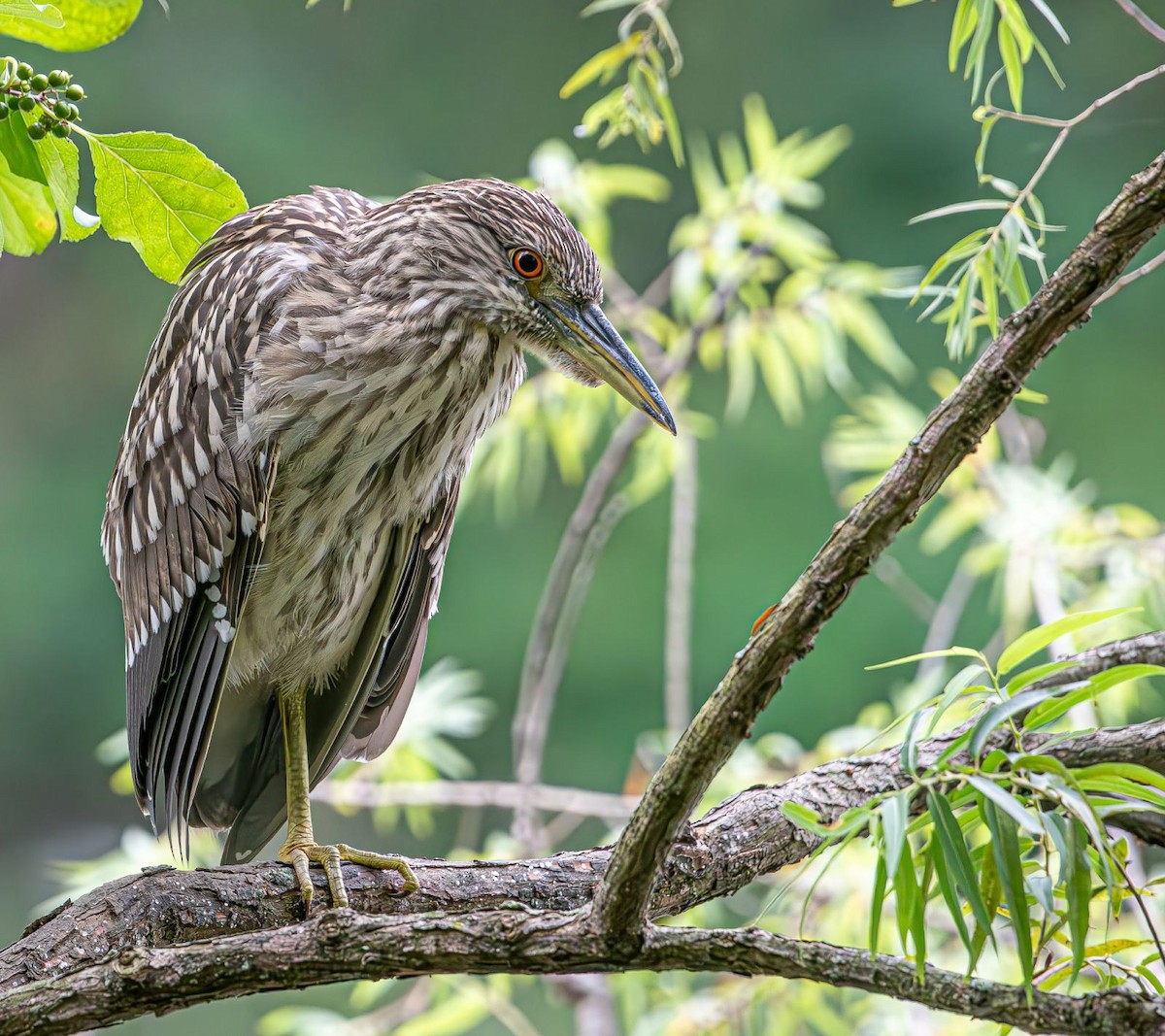 Black-crowned Night Heron - ML622068297