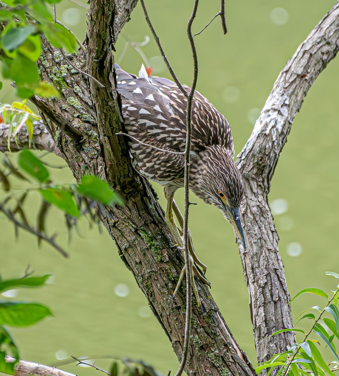 Black-crowned Night Heron - ML622068298