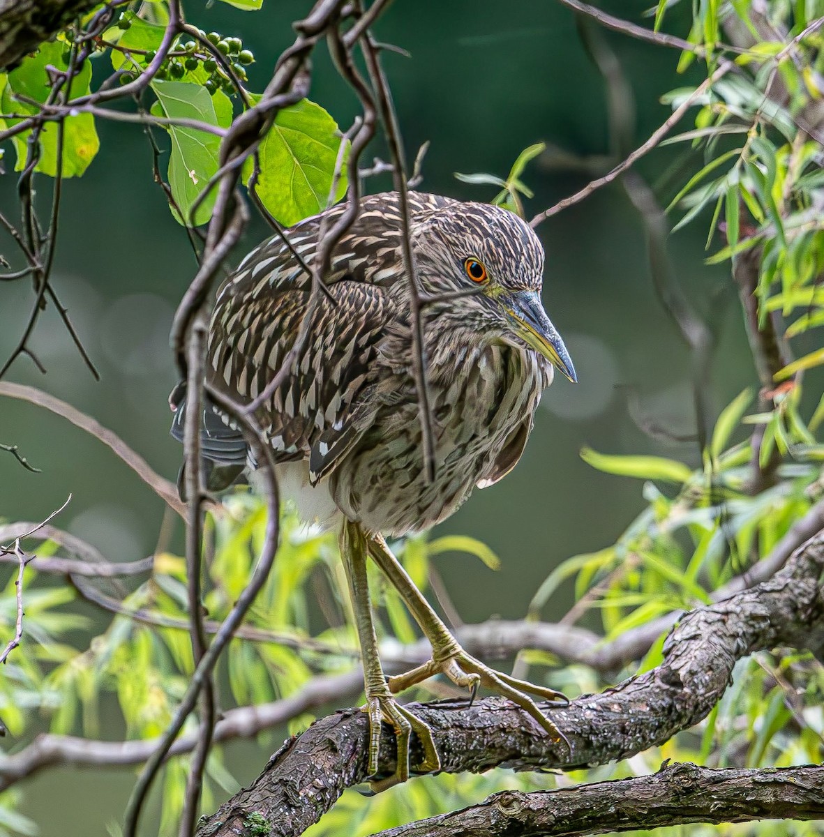 Black-crowned Night Heron - ML622068299