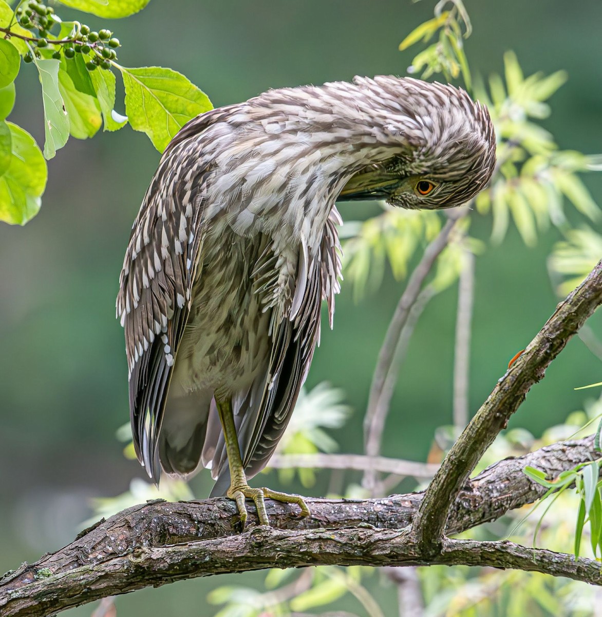 Black-crowned Night Heron - ML622068300