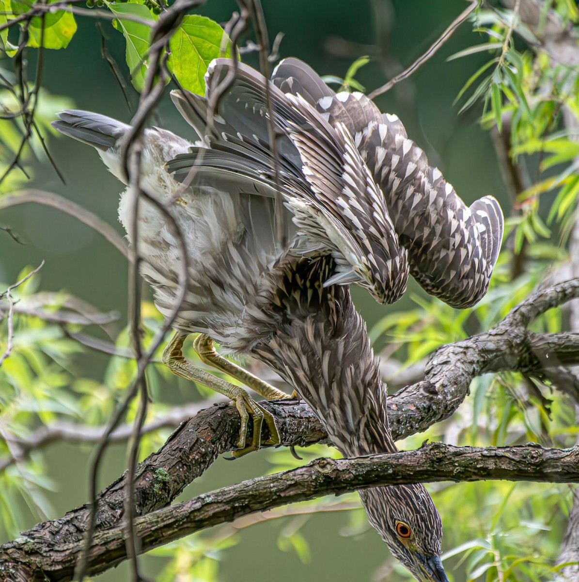 Black-crowned Night Heron - ML622068301