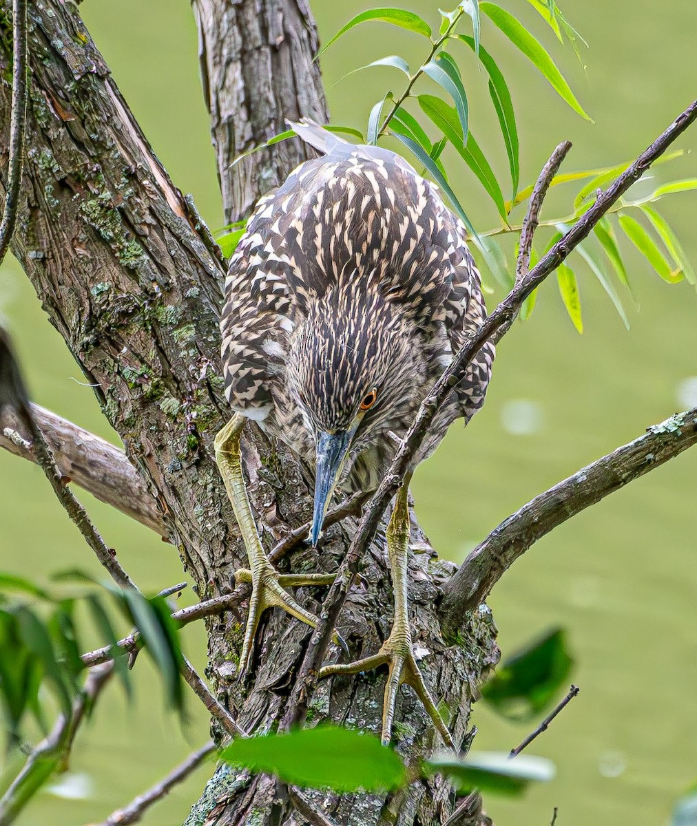 Black-crowned Night Heron - ML622068302