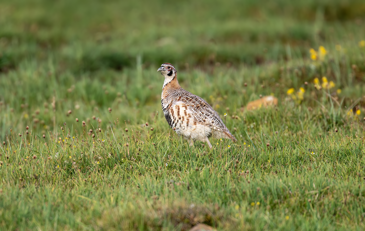 Tibetan Partridge - ML622068344