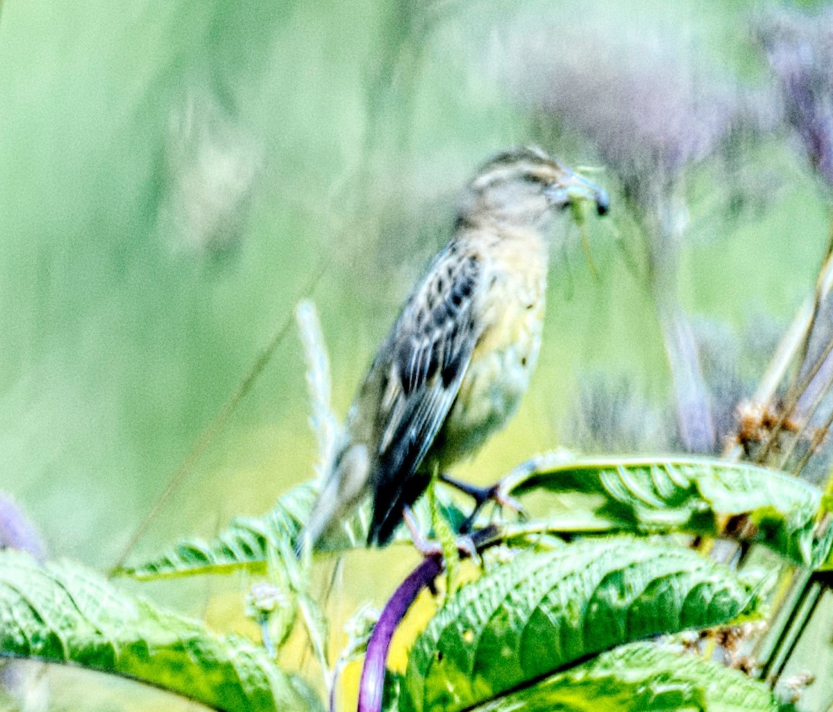 Bobolink - ML622068355