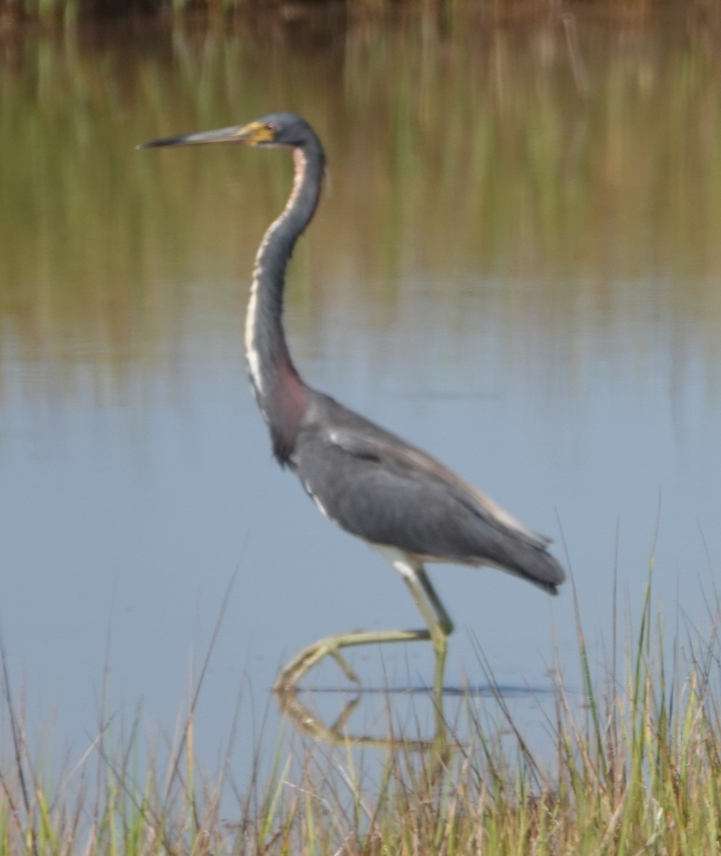 Tricolored Heron - ML622068366