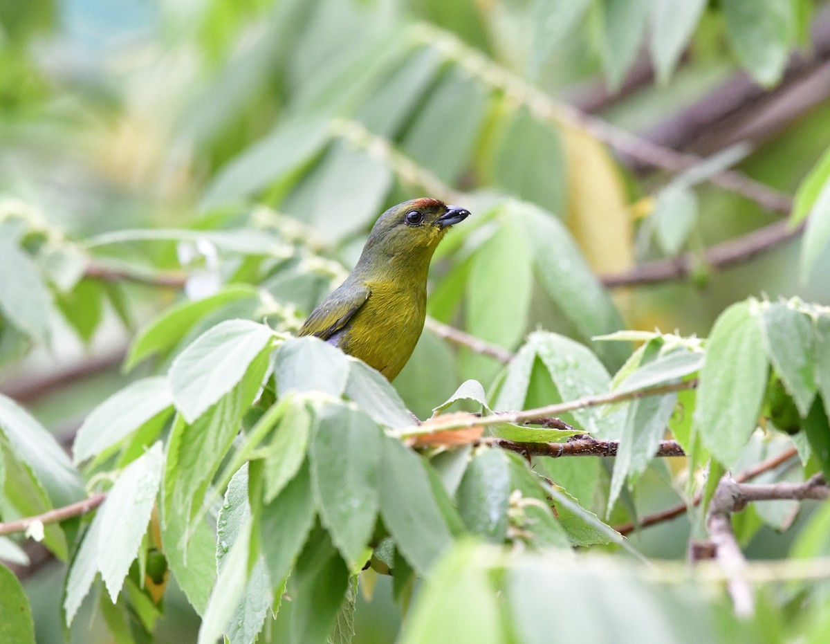 Olive-backed Euphonia - ML622068371