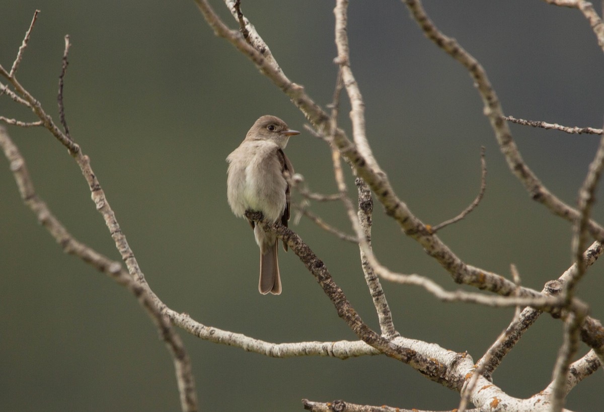 Willow Flycatcher - ML622068448