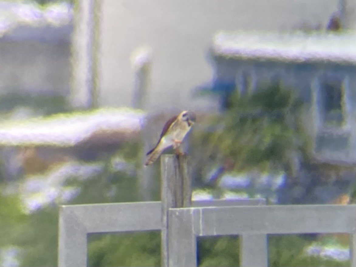 American Kestrel - ML622068468