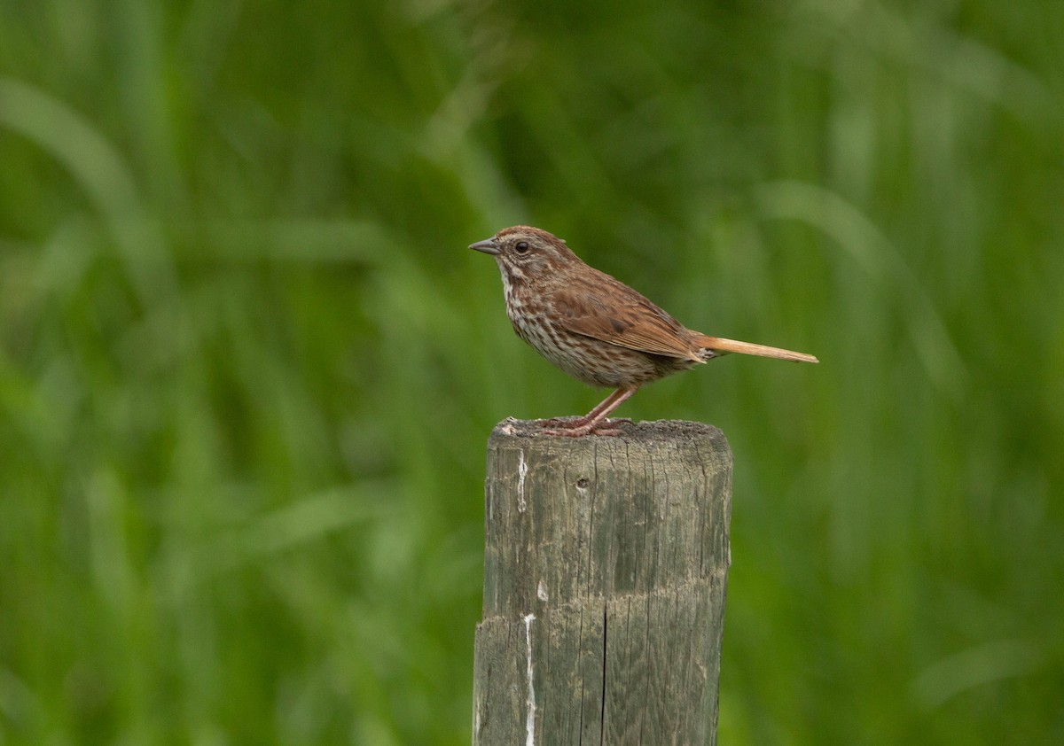 Song Sparrow - Tristan Semeniuk