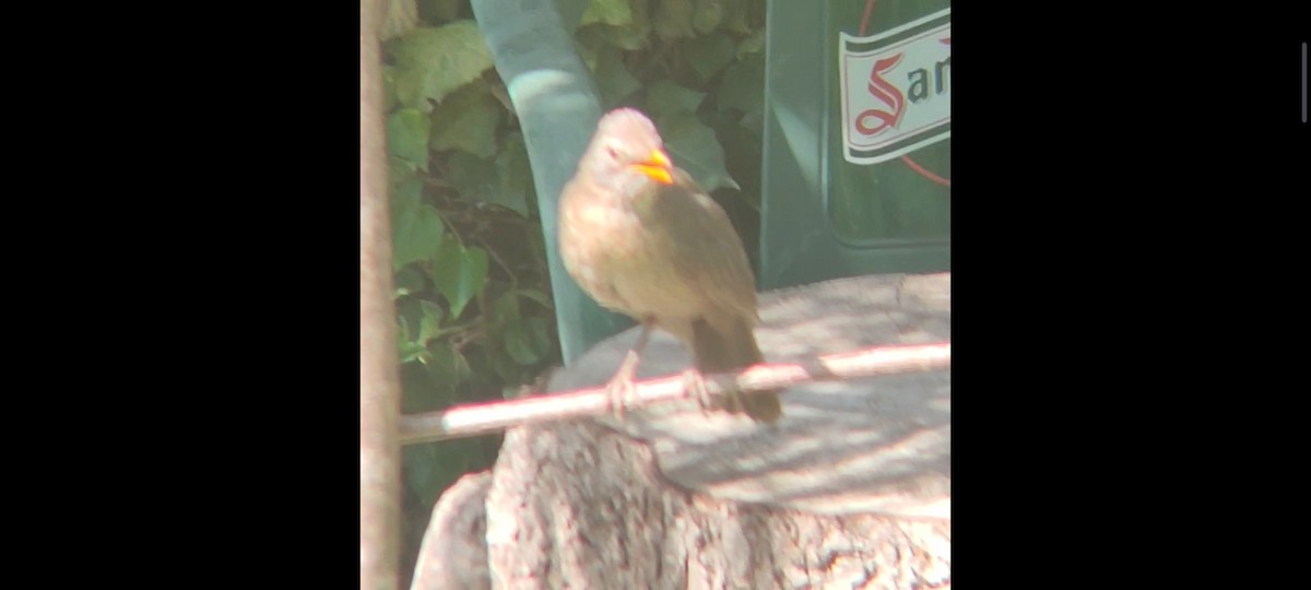 Eurasian Blackbird - ML622068497